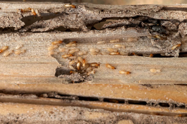 Best Best Pest Control Companies  in Haleiwa, HI